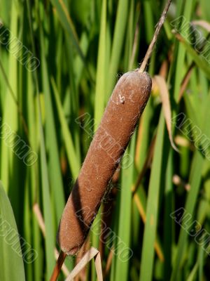 Cattail