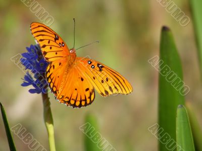 Gulf Fritillary