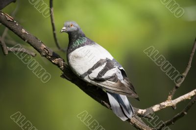 The pigeon on a green background
