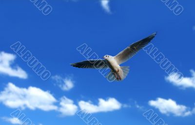 flying seagull