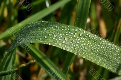 Drops...