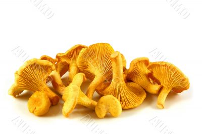 Chanterelles isolated