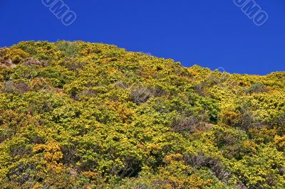 Bright landscape. Blue sky, yellow-green bush.