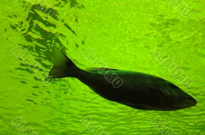 Fish in green water