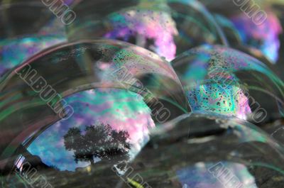 Bubbles and tree reflected in one of them.