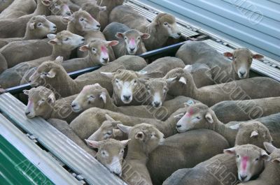 Sheep transported in container.