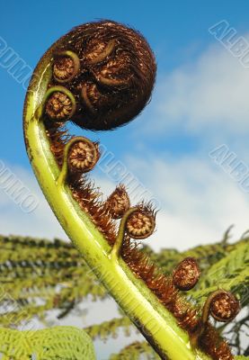 Koru. New Zealand Silver Fern.
