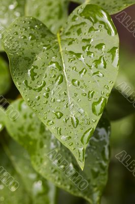 Green leaves after a rain
