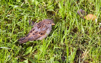 Sparrow in a green grass