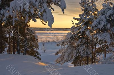 snow-bound trees