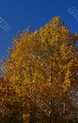 birch in an autumn