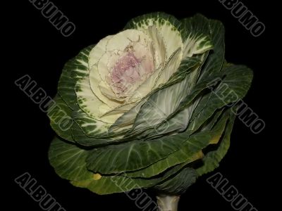 green cabbage