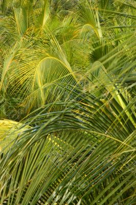 palms jungle