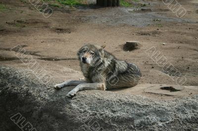 The Wolf, Moscow zoo.