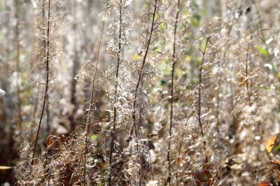 Lace from the grasses