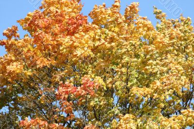 Yellow leaves of the maple