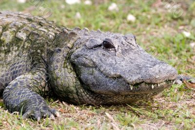 Alligator 9
