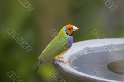 Colorful Bird