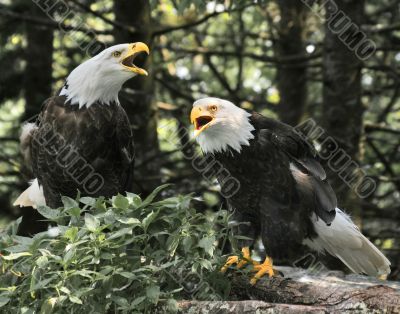 Eagle Pair 2