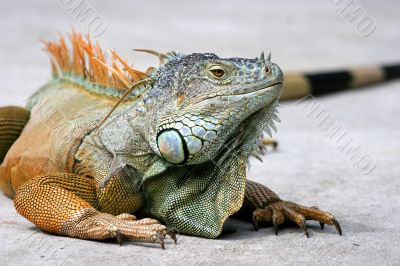 Iguana
