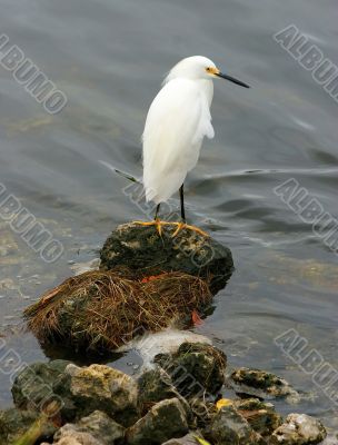 Egret on Rock
