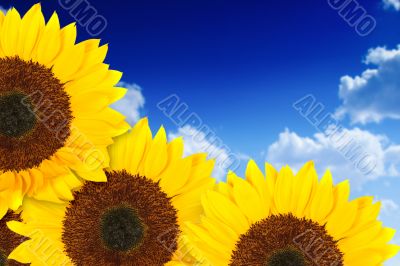 beautiful sunflowers in a sunny day