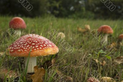 many mushrooms