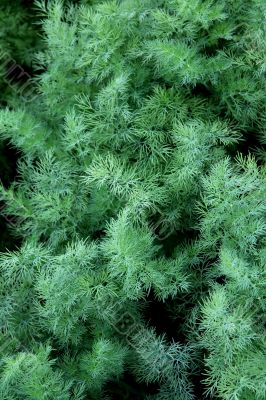 fennel
