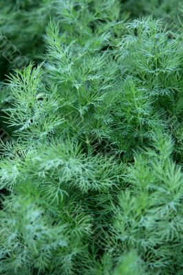 fennel