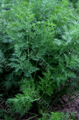 fennel