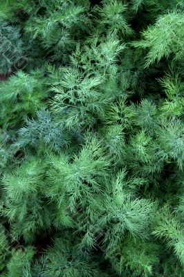 fennel