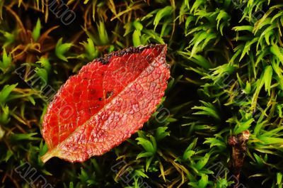 Red Leaf