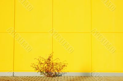 Yellow wall