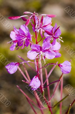 willow-herb