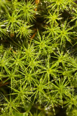 Moss and drops