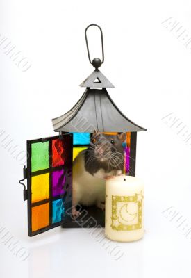 Rat with a candle