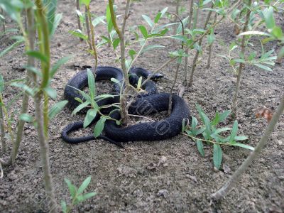 Grass-snake