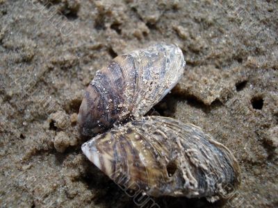 Butterfly-seashell