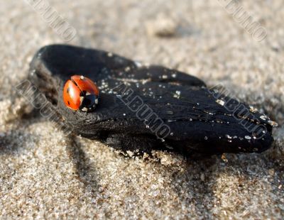 Lady Bug