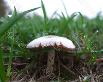Mushroom