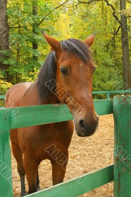 Chestnut horse