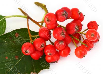 rowan berries