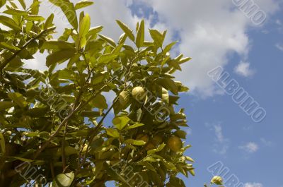 Lemon tree