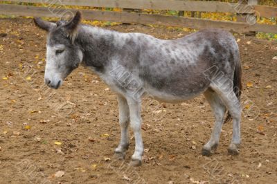 Thoughtful burro