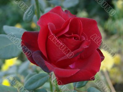 Claret rose in a garden