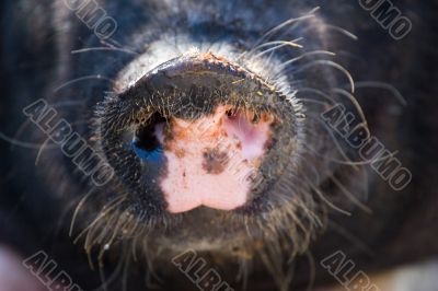 pig`s nose