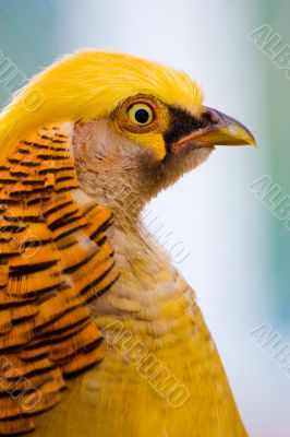 golden pheasant