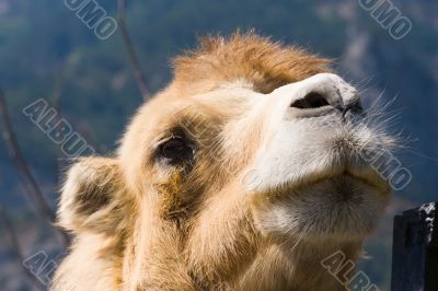 camel