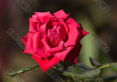 red rose