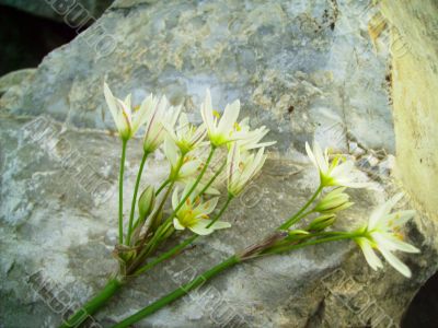 Flower and Stone